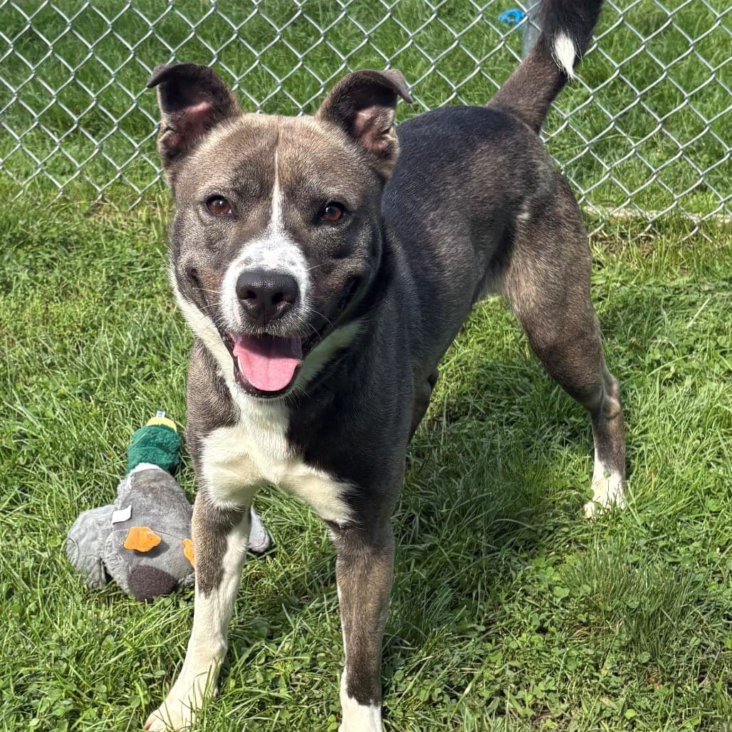 Rowan is a male Siberian Husky and American Pit Bull Terrier mix, under 2 years old, available through Mount Pleasant Animal Shelter in Livingston. Visit njshelter.org for current availability.