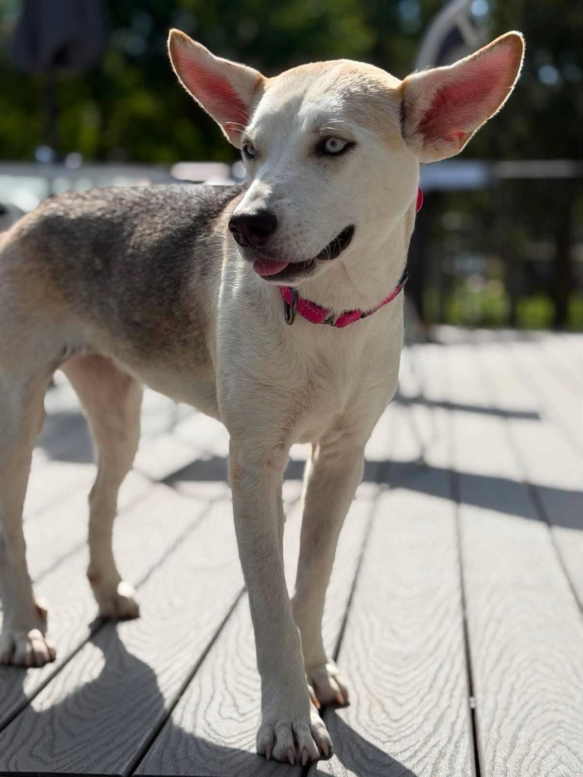 Sparkle enjoys playtime, walks and spending time near her people.