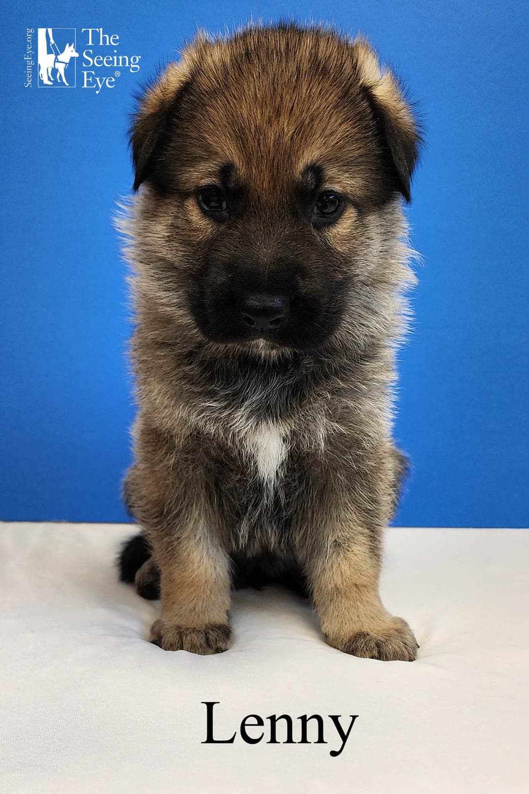 Lenny as a young Seeing Eye puppy.